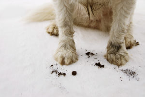 How to Bid Adieu to Dirty Paw Prints on Your Carpet Forever