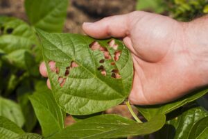Have Pests Taken Over Your Yard? Learn Simple Tips to Get Them Gone for Good 