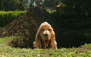 Are You Tired of These Common Pet Problems? Artificial Grass Can Put an End to Them 