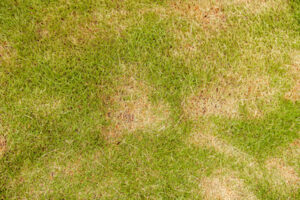 Say Goodbye to These and Other Common Grass Problems by Having Artificial Turf Installed