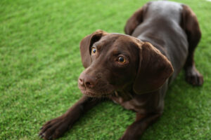 Why Artificial Grass Is a Game-Changer for Pet Owners in Southern California